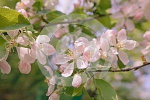 Spring, Apple blossoms, Pink Flowers sunlight Retro Pastel