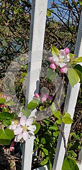 Spring apple blossoms by the side of the road