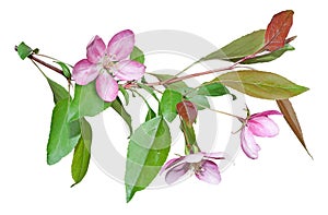 Spring apple blossoms, single flowers and petals