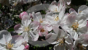 Spring apple blossoms in Ukraine