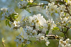 Spring apple blossoms, white flowers, blurred nature background