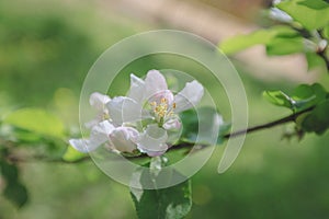 Spring, Apple blossoms, White Flowers sunlight Retro