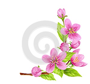 Spring apple branch. Pink flowers corner ornament. Watercolor clipart for greeting card or invitation