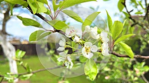 Spring apple flowers bloom on the branches of apple trees in the garden