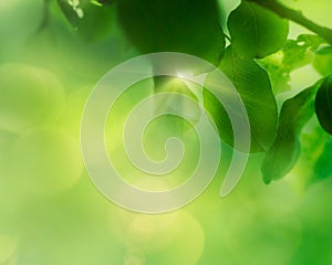 Spring apple leaf background