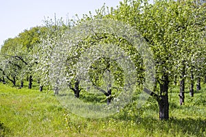 Spring apple orchard