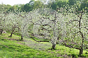 Spring Apple Orchard