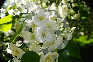 Spring apple orchards