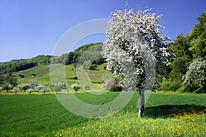 Spring apple-tree