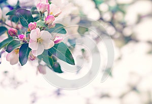 Spring apple tree in bloom