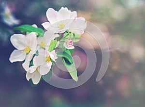 Spring apple tree in bloom