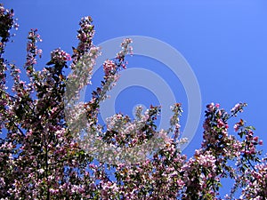 Spring apple tree in bloom postcard