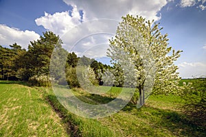 Spring apple tree in bloosom on green meadow under the blue sky