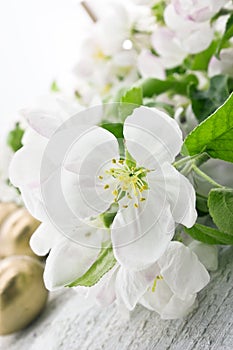 Spring apple tree blossom on rustic wooden background with space