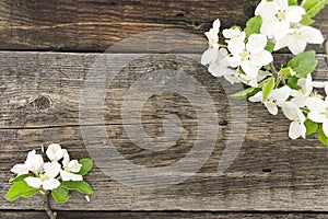 Spring apple tree blossom on rustic wooden background