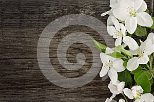 Spring apple tree blossom on rustic wooden background with space