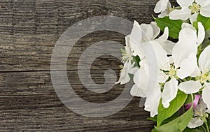 Spring apple tree blossom on rustic wooden background with space