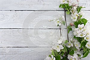 Spring apple tree blossom on rustic wooden background with space