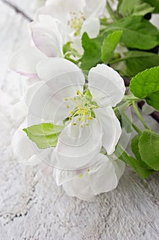 Spring apple tree blossom on rustic wooden background with space