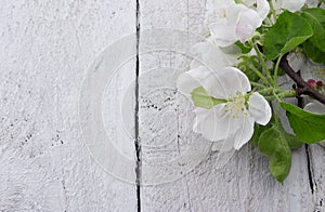 Spring apple tree blossom on rustic wooden background with space