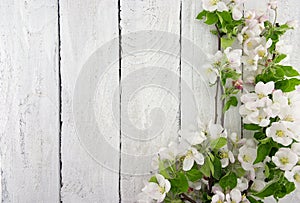 Spring apple tree blossom on rustic wooden background with space