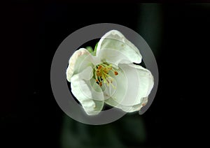 Spring apple tree flower on a black