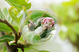 Spring apple tree flower bud green sunny leaf background