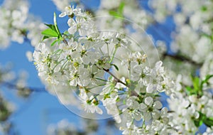 Spring apple tree flowers bloom blossom closeup.