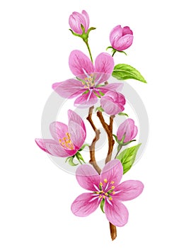 Spring apple tree flowers, buds, green leaves isolated on white background. Watercolor clipart for greeting card or invitation