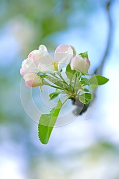 Spring apple tree inflorescence close-up