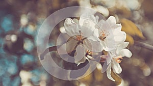 Spring Apple Tree,White Flowers, Pastel Toning