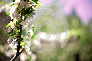 Spring. apple Trees in Blossom.