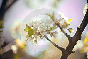 Spring. apple Trees in Blossom.