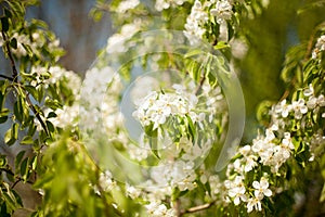 Spring. apple Trees in Blossom. flowers of apple. white blooms of blossoming tree close up. Beautiful spring apricot