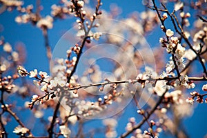 Spring. apple Trees in Blossom. flowers of apple. white blooms of blossoming tree close up. Beautiful spring apricot tree with whi