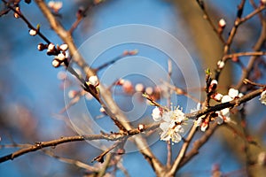 Spring. apple Trees in Blossom. flowers of apple. white blooms of blossoming tree close up. Beautiful spring apricot tree with whi