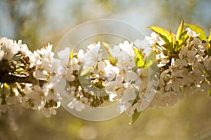 Spring. apple Trees in Blossom. flowers of apple. white blooms of blossoming tree close up. Beautiful spring apricot tree with whi