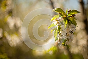 Spring. apple Trees in Blossom. flowers of apple. white blooms of blossoming tree close up. Beautiful spring apricot tree with whi