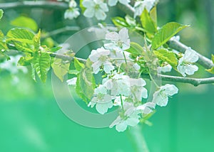 Spring. apple Trees in Blossom. flowers of apple. white blooms of blossoming tree close up. Beautiful spring blossom of apple cher