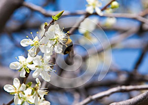 Spring. apple Trees in Blossom. flowers of apple. white blooms of blossoming tree close up. Beautiful spring blossom of apple cher