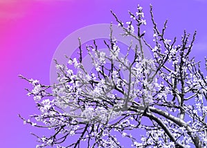 Spring. apple Trees in Blossom. flowers of apple. white blooms of blossoming tree close up. Beautiful spring blossom of apple cher