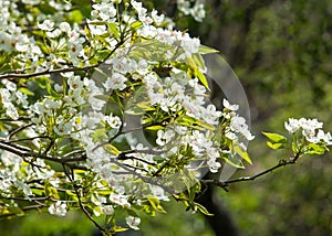 Spring. apple Trees in Blossom. flowers of apple. white blooms of blossoming tree close up. Beautiful spring blossom of apple cher