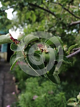 Spring apples on a bush