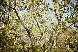 Spring. apple Trees in Blossom. flowers of apple. white blooms of blossoming tree close up. Beautiful spring apricot