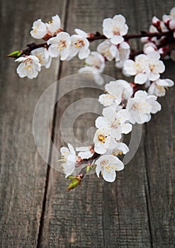 Spring apricot blossom