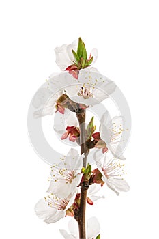 Spring apricot flowers on branch isolated on white background