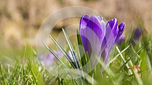 Spring April freshness