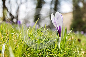 Spring April freshness