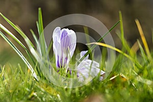 Spring April freshness