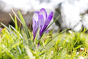 Spring April freshness